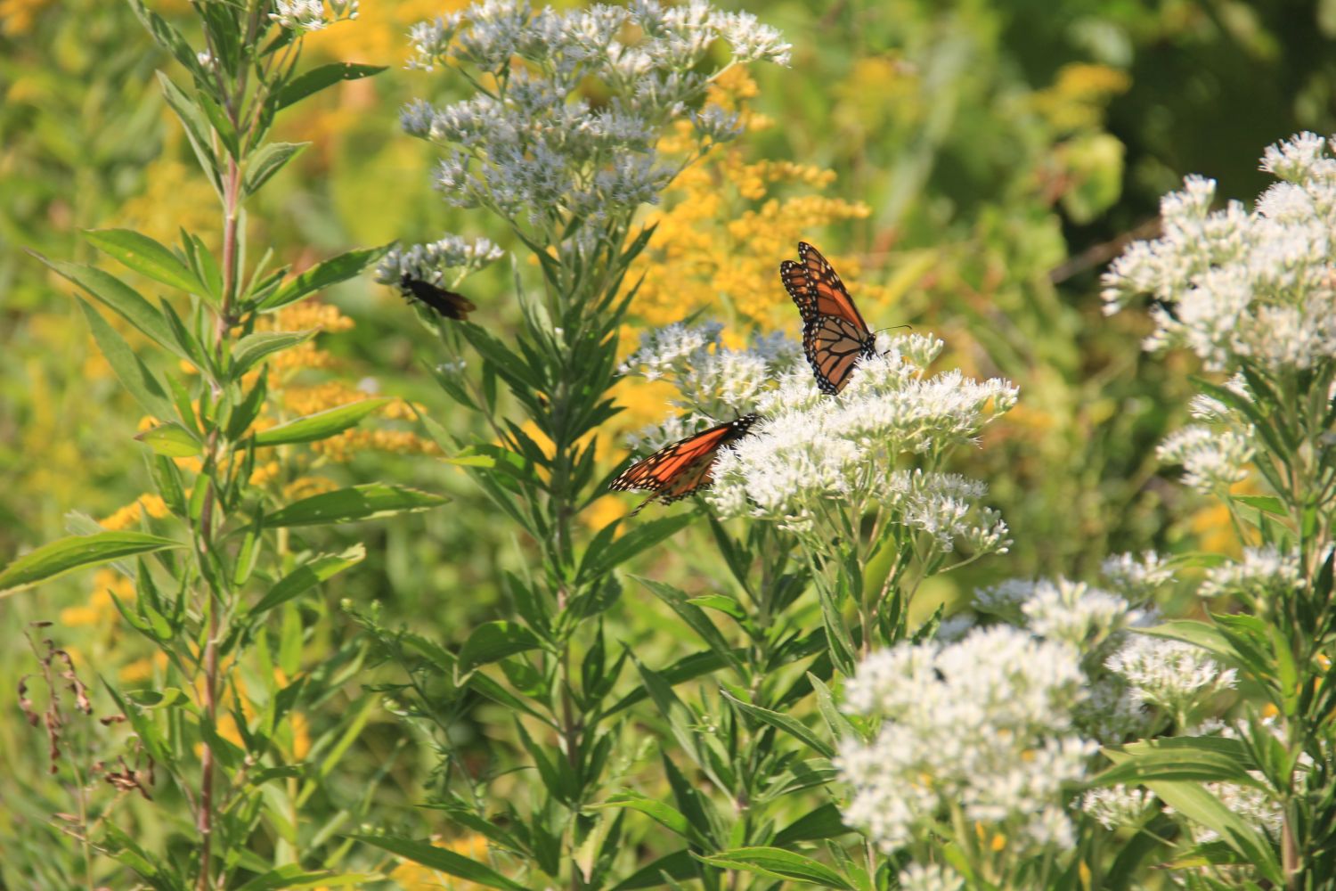 Calumet River Trail Hike 